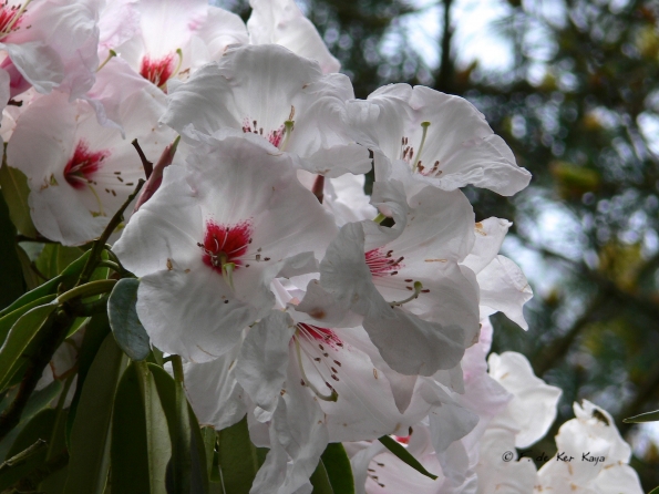 Bois des Moutiers (125) mai 2012